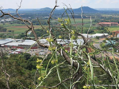 Cynanchum viminale viminale