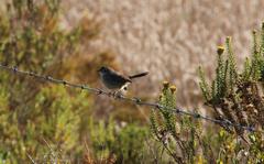 Cisticola fulvicapilla fulvicapilla