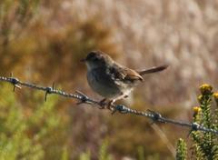 Cisticola fulvicapilla fulvicapilla