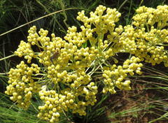 Helichrysum nudifolium nudifolium