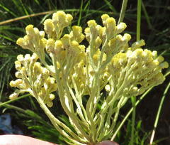Helichrysum nudifolium nudifolium