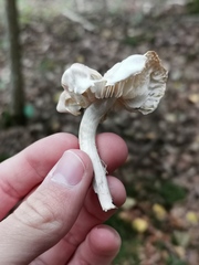 Tricholoma virgatum