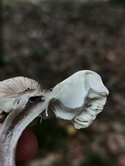 Tricholoma virgatum