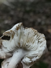 Tricholoma virgatum