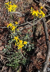 Packera antennariifolia