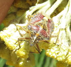 Agonoscelis erosa
