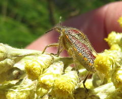 Agonoscelis erosa