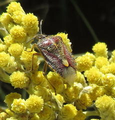 Agonoscelis erosa