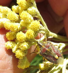 Agonoscelis erosa