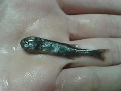 Petrocephalus wesselsi