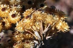 Achyranthemum mucronatum