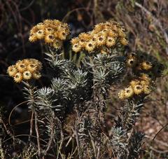Achyranthemum mucronatum