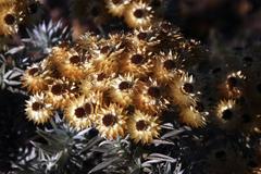 Achyranthemum mucronatum