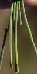 Elegia squamosa