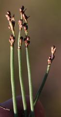 Elegia squamosa