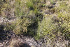 Elegia squamosa