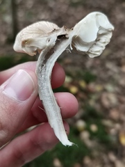 Tricholoma virgatum