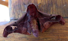 Holocerina smilax