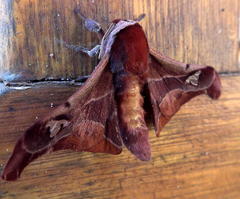 Holocerina smilax