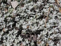 Helichrysum saxicola