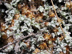 Helichrysum saxicola