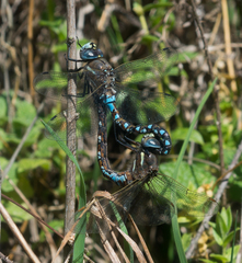 Rhionaeschna californica