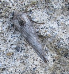 Lithomoia germana
