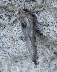 Lithomoia germana