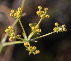 Lichtensteinia trifida