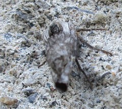 Lithomoia germana