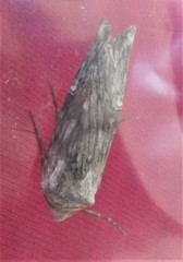 Lithomoia germana