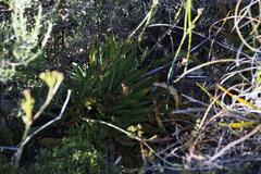 Lichtensteinia trifida