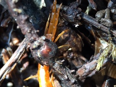 Cryptops anomalans