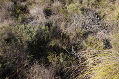 Lichtensteinia trifida