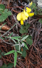 Crotalaria mollicula