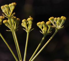 Lichtensteinia trifida