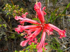 Tritoniopsis antholyza