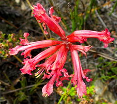 Tritoniopsis antholyza