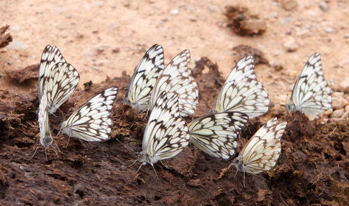 African Veined White
