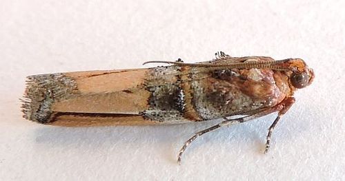 Dasypyga alternosquamella photo 2