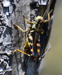 Melanoplus eumera