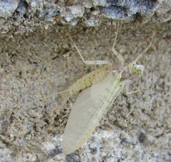 Maccaffertium mediopunctatum