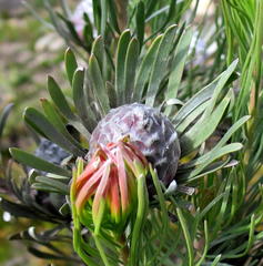 Leucadendron album