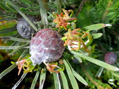 Leucadendron album