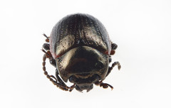 Chrysolina marginata