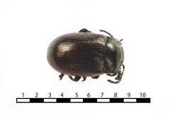 Chrysolina marginata