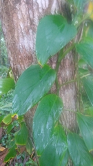 Epipremnum aureum