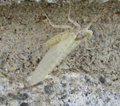 Maccaffertium mediopunctatum