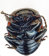 Chrysolina marginata