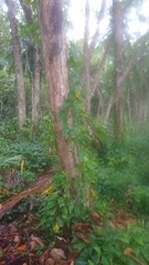 Epipremnum aureum